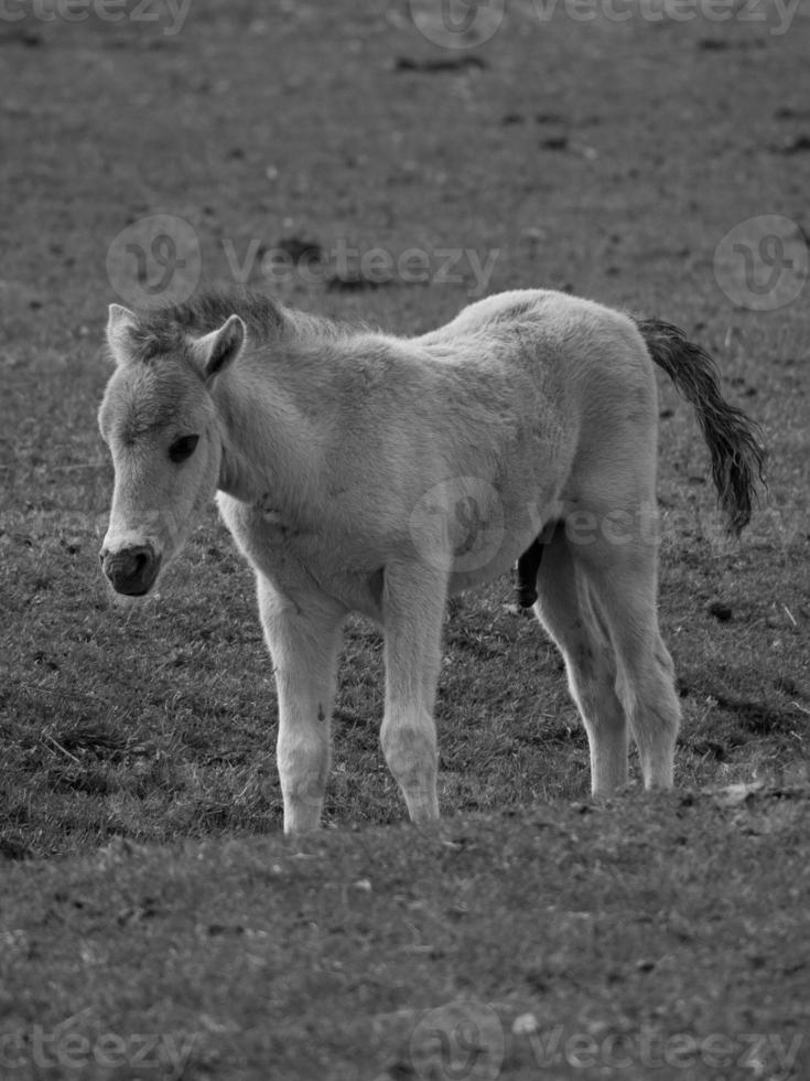 chevaux sauvages sur un pré en Allemagne photo