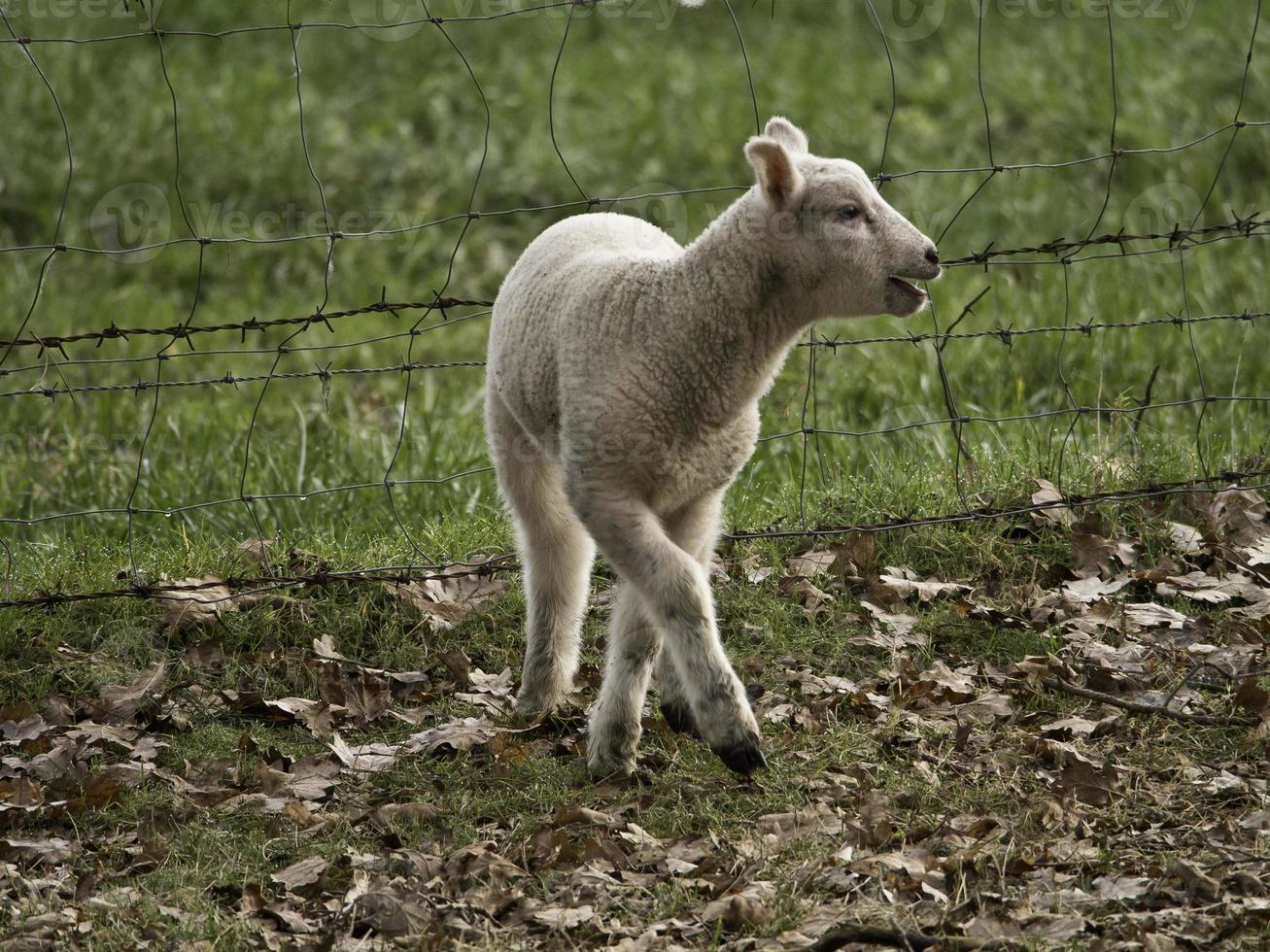 moutons en westphalie photo