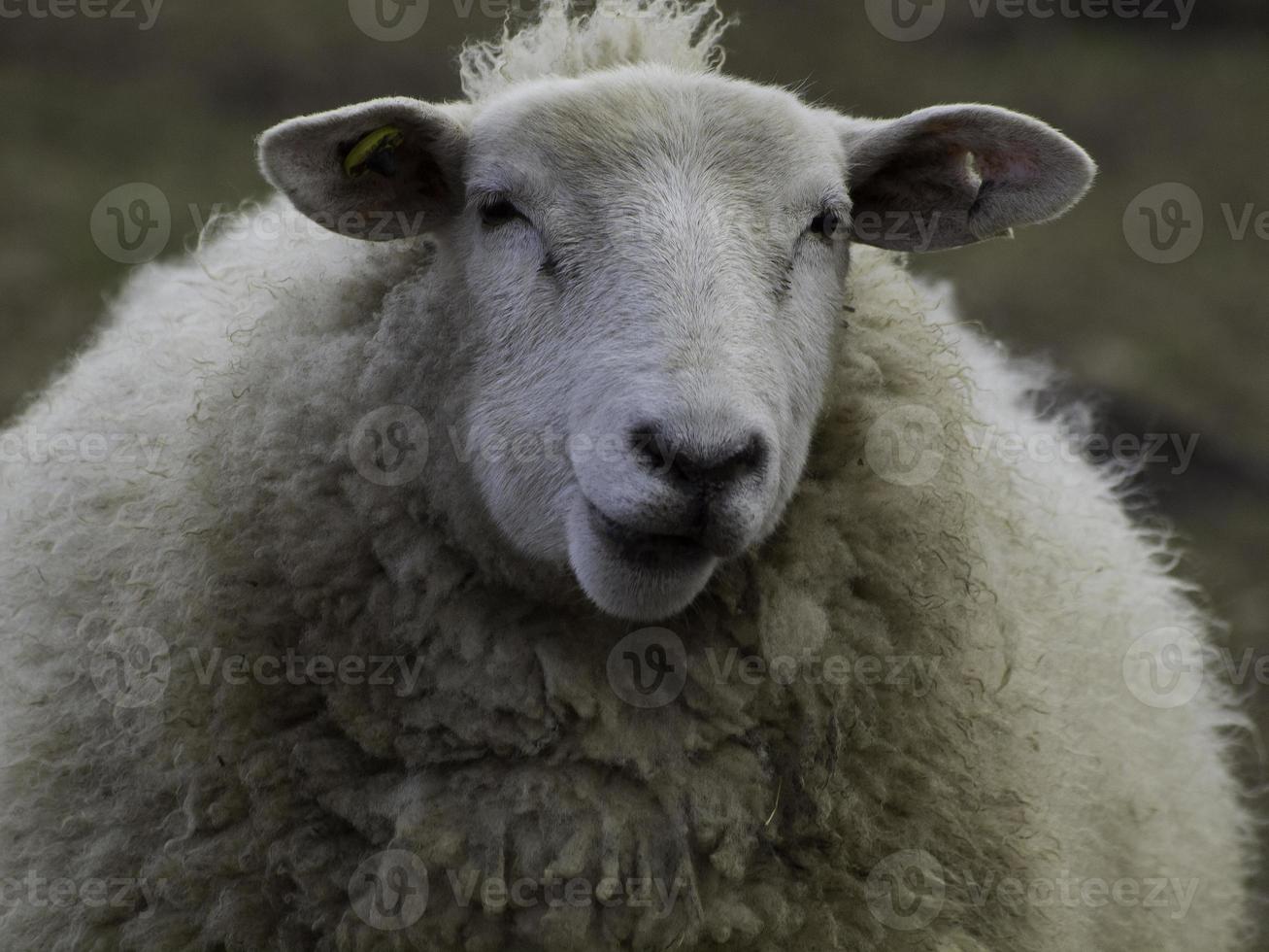 agneaux et moutons en westphalie photo