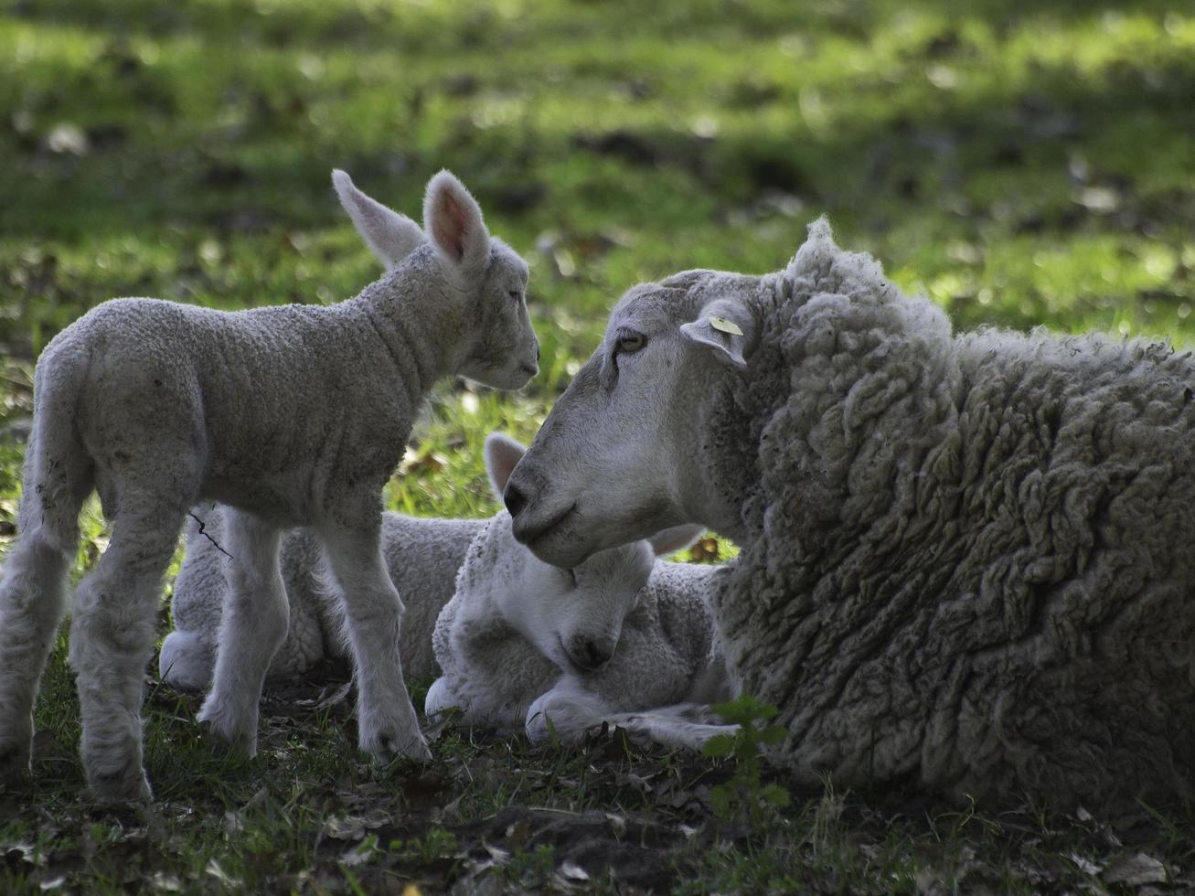 moutons sur un champ en westphalie photo