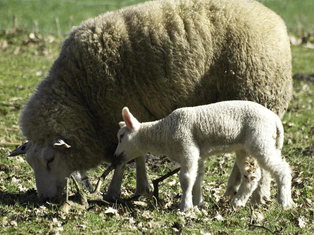 moutons sur un champ en westphalie photo