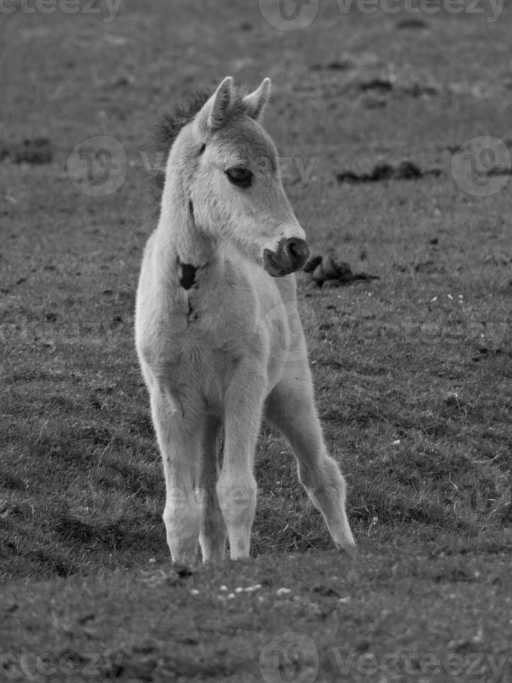 chevaux sauvages sur un pré en Allemagne photo