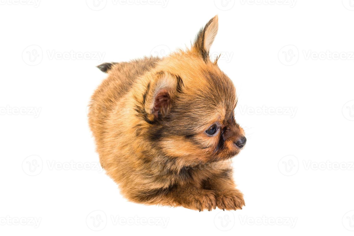 Chiot chihuahua sur fond blanc photo