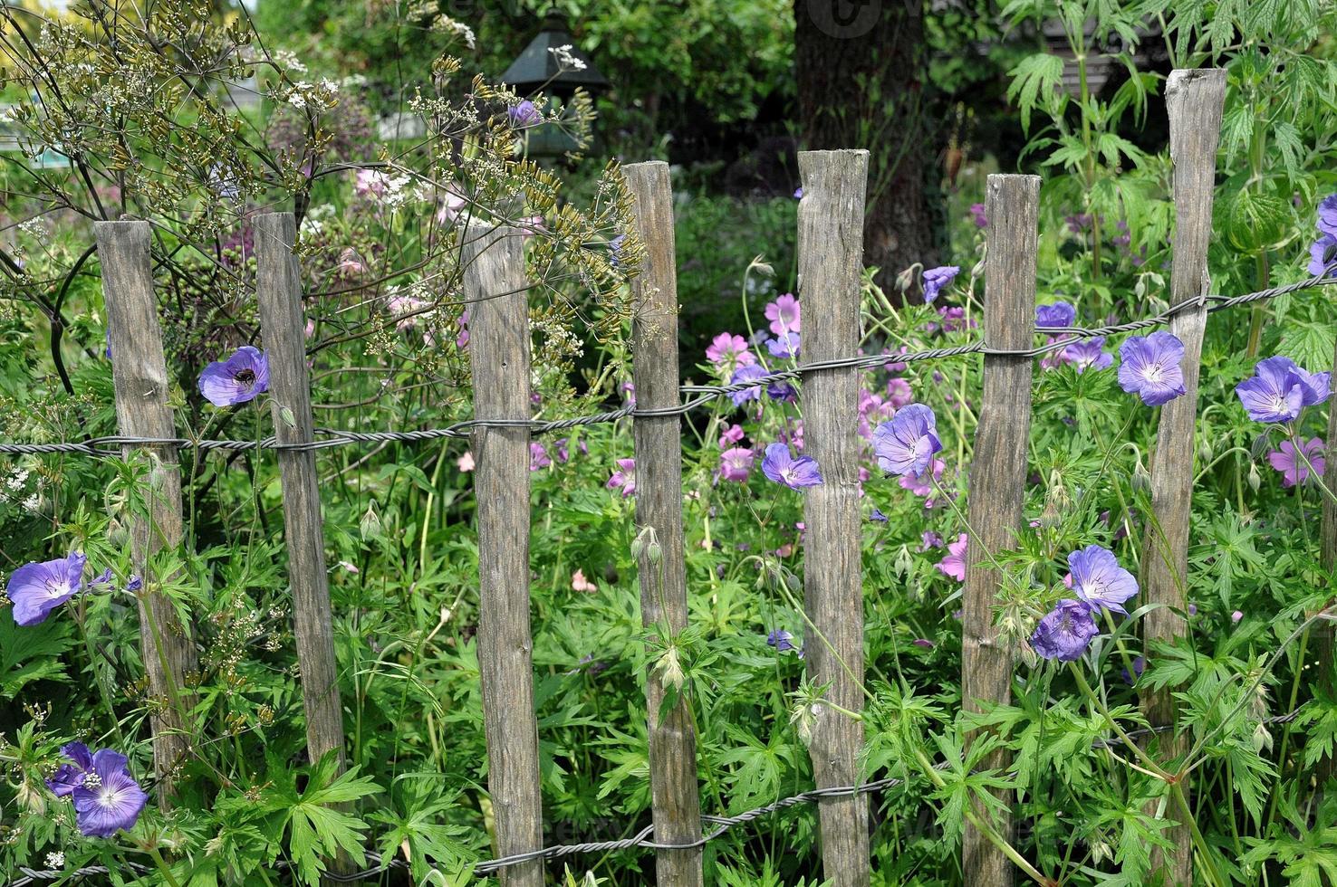 beau jardin en westphalie photo