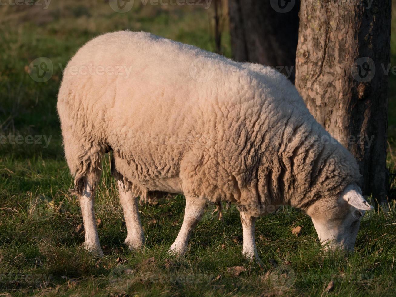 moutons sur un pré photo