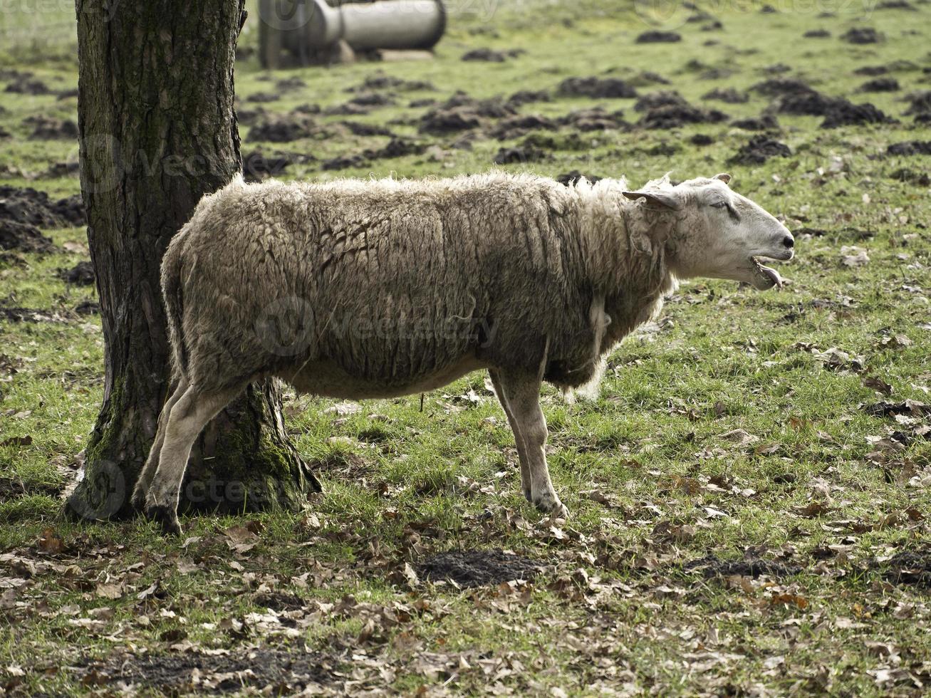 moutons en westphalie photo