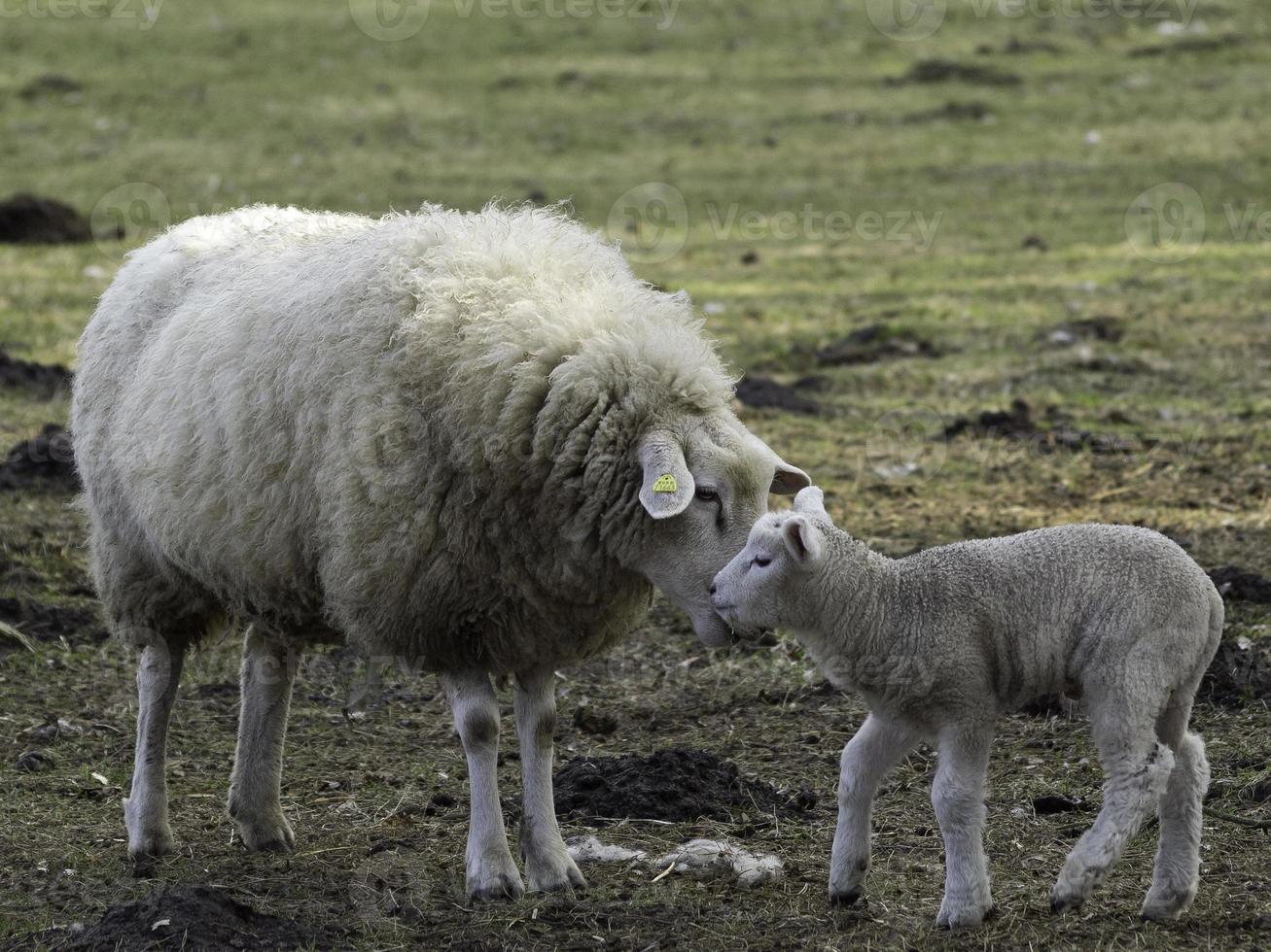 agneaux et moutons en westphalie photo