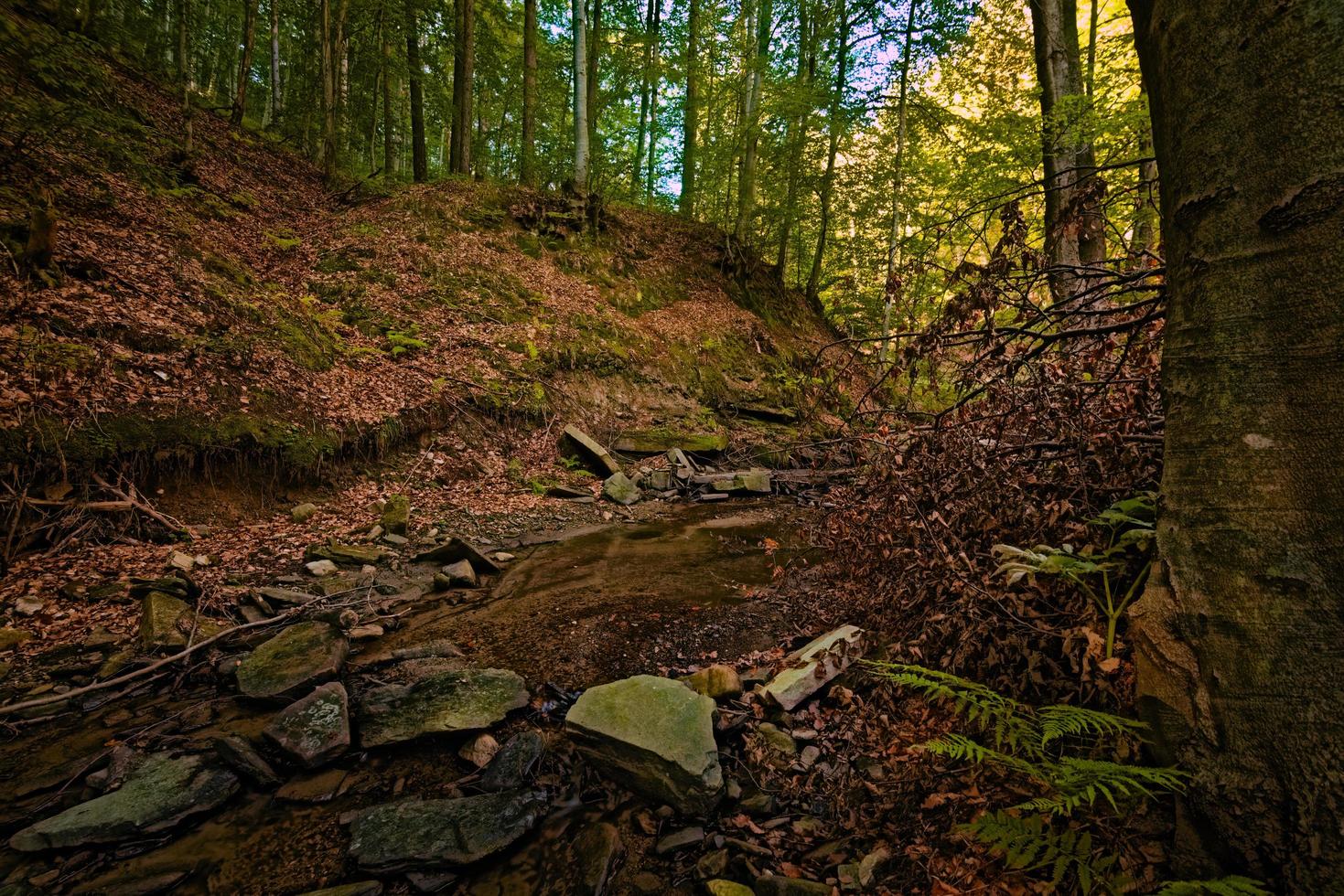 la forêt et la montagne photo