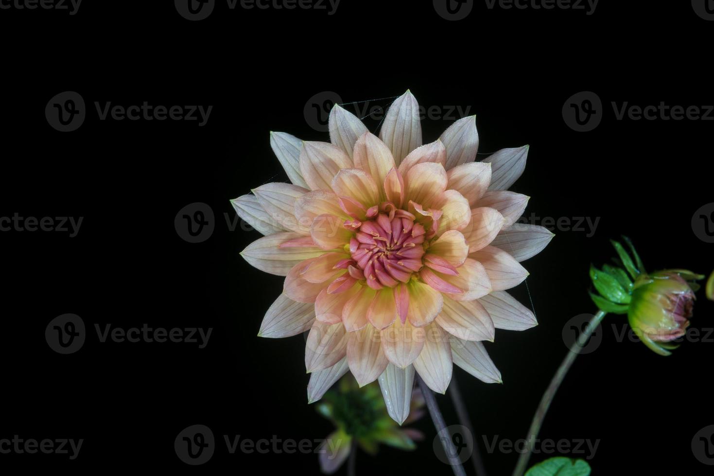 belle fleur de dahlia photo