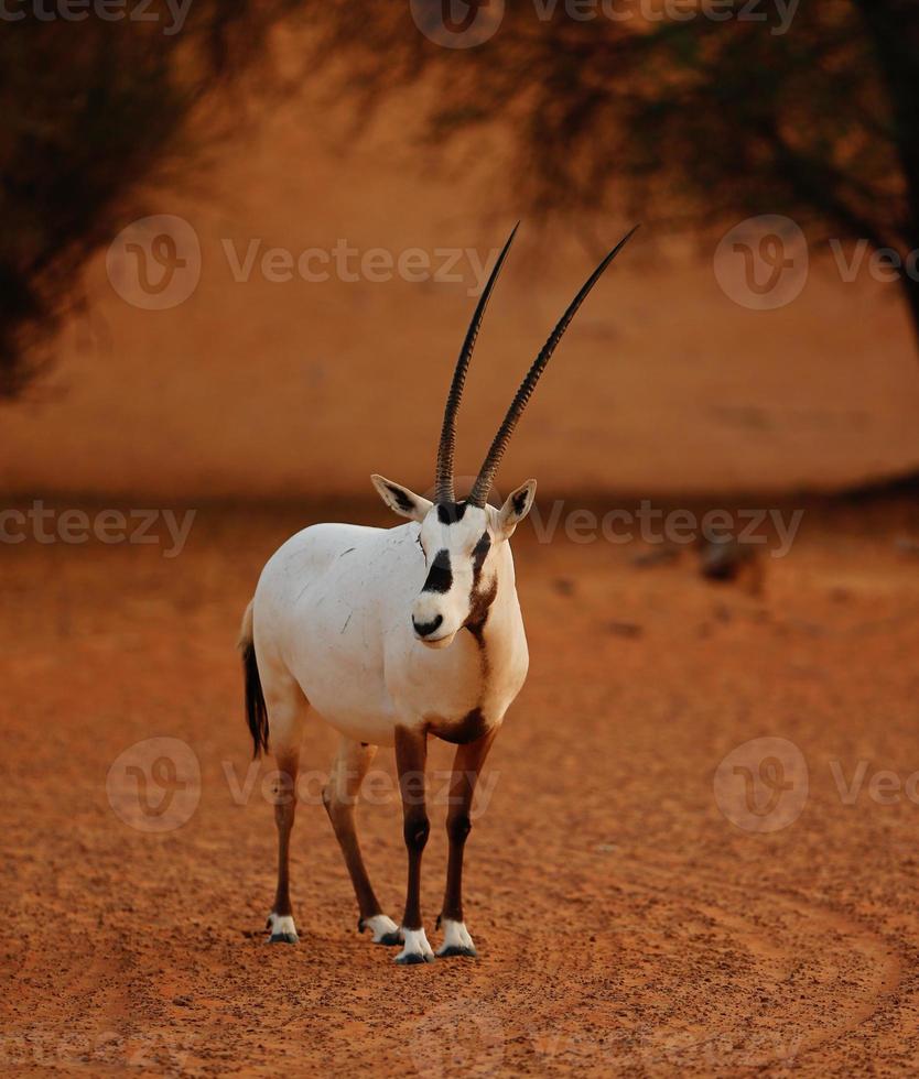 l'oryx du désert photo