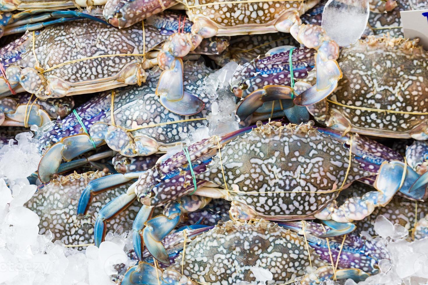 crabe bleu au marché photo