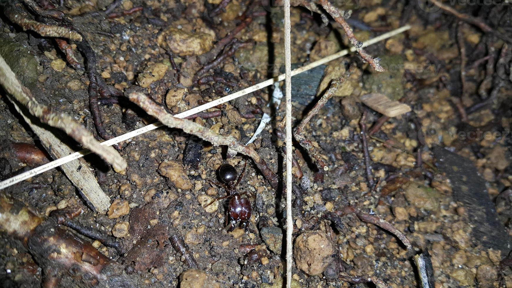 photo simple de fourmis ballerines dans la forêt.