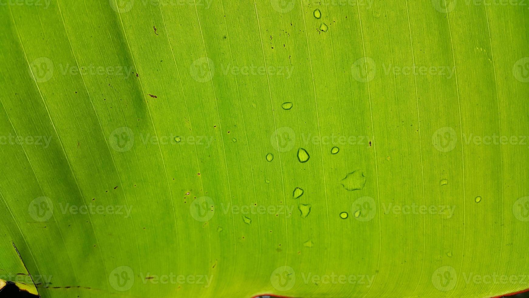 texture de feuille de bananier très fraîche photo