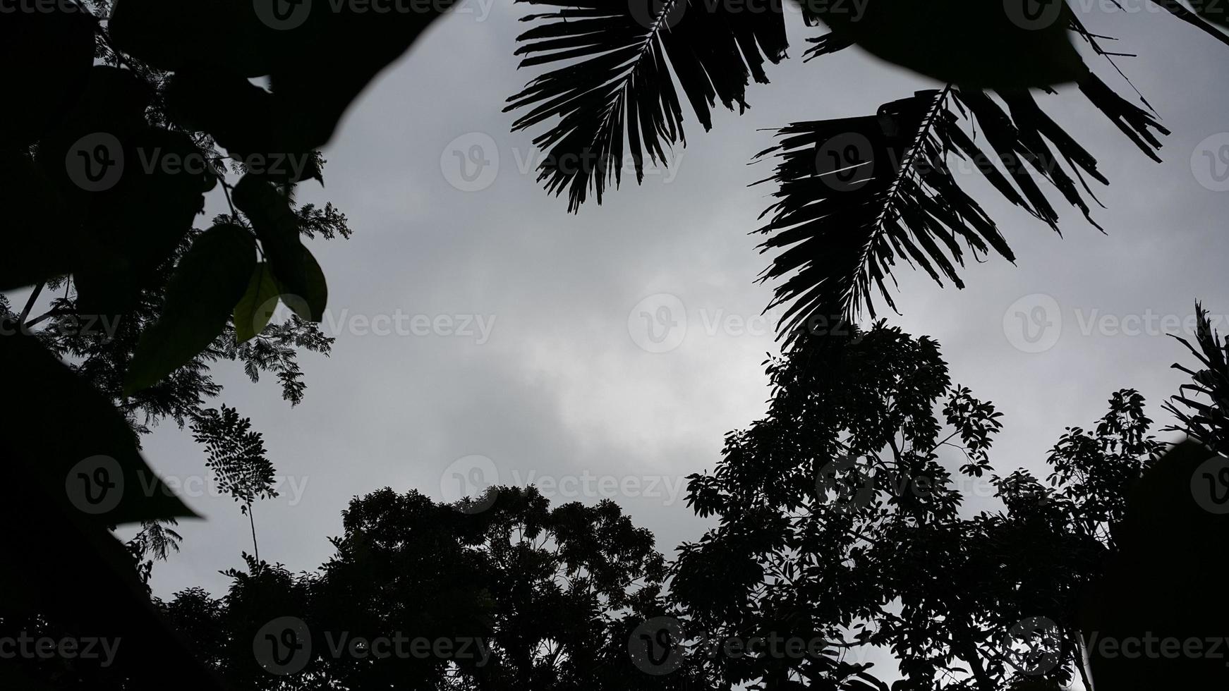 vue des conditions nuageuses dans la forêt photo