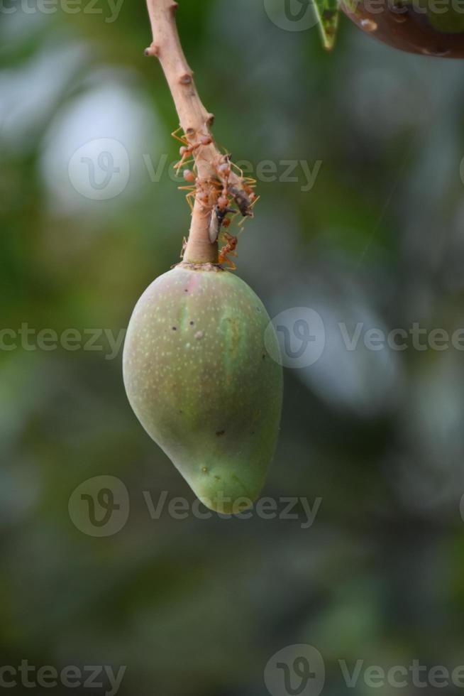 mangue sur arbre. feuille de manguier. photo