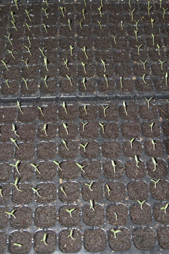 petits plants de diverses espèces que les agriculteurs cultivent pour les planter et les propager pour produire des produits et des aliments destinés à la consommation et à la vente sur le marché des légumes frais. photo