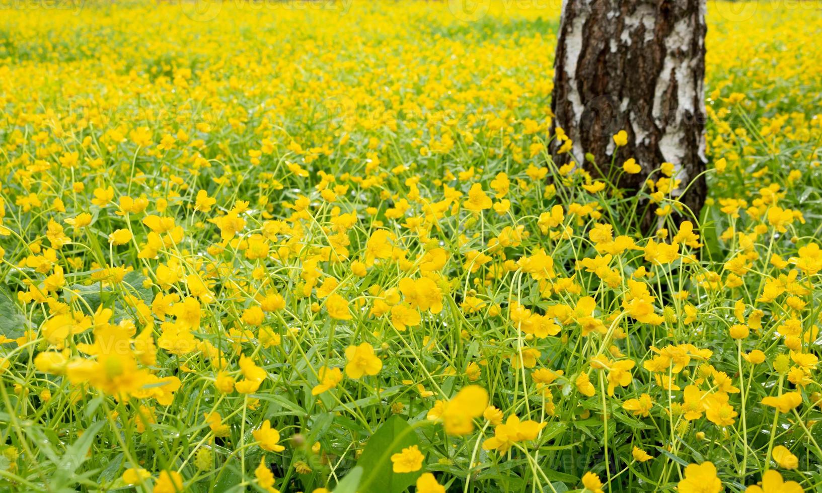 un champ de renoncules jaunes avec une souche de bouleau.par une journée ensoleillée photo