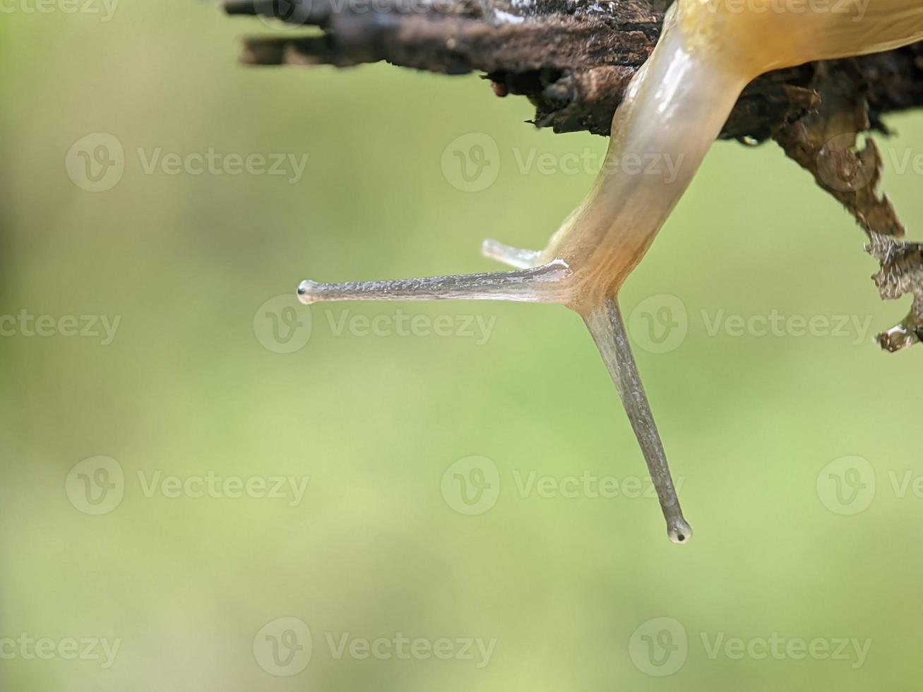 escargot sur la brindille, le matin, macrophotographie, gros plan extrême photo