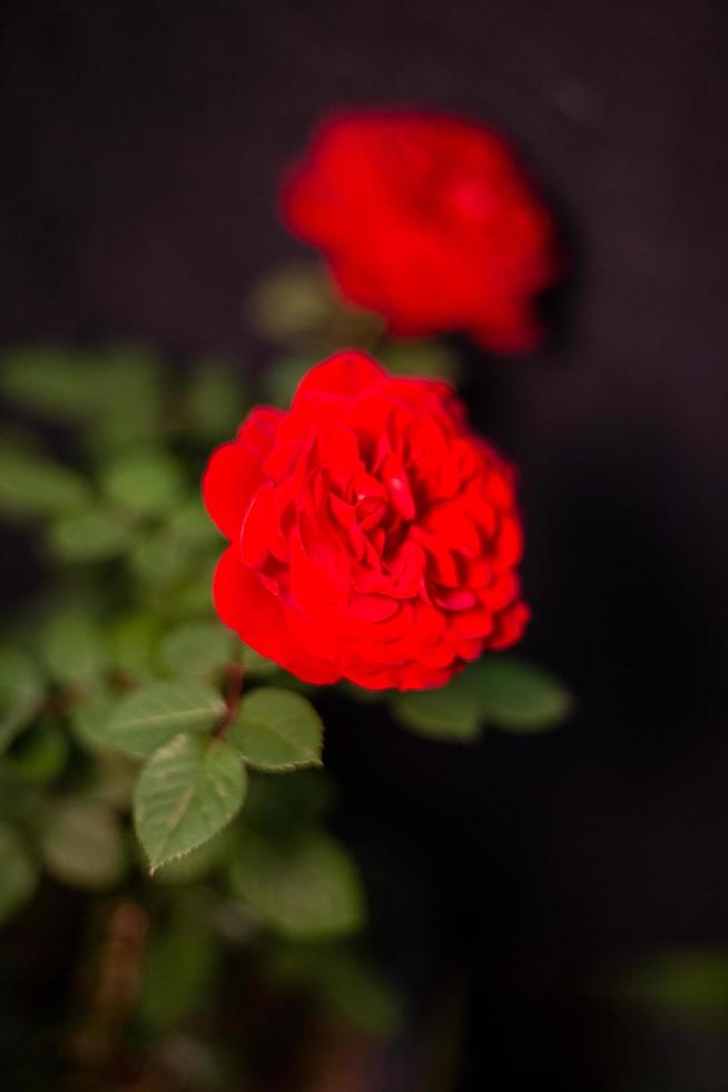 plante fleur rose et vert photo