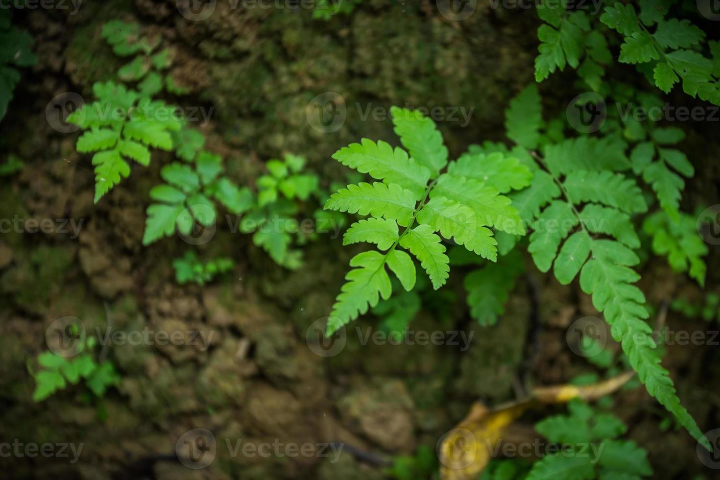 les feuilles vertes des fougères ou des frondes sont des plantes non florifères et qui se reproduisent par des spores. il peut pousser en zone tropicale. photo