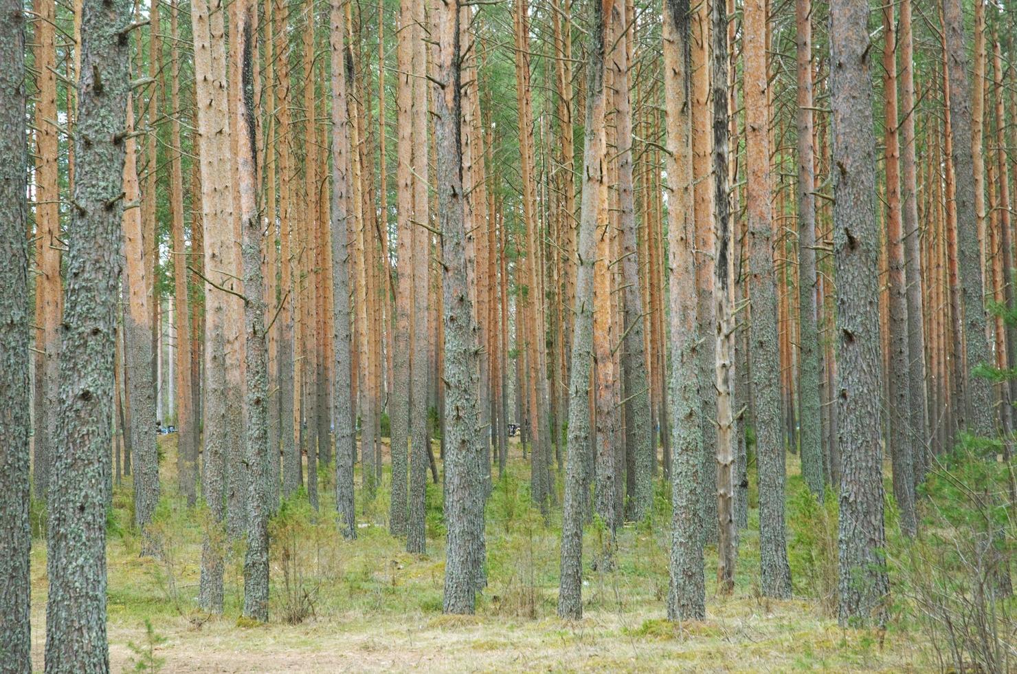 la forêt de leurs pins à peine dressés photo