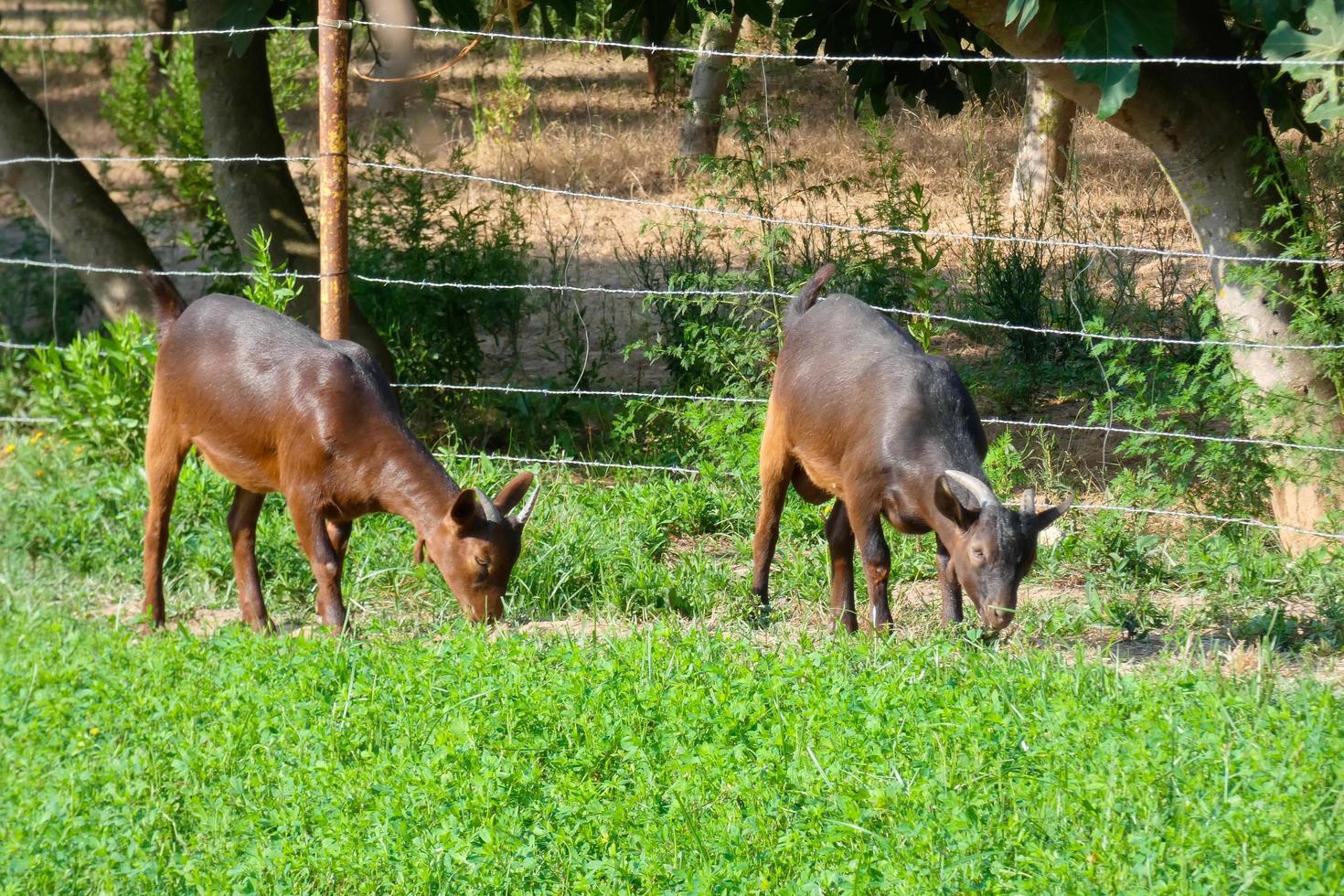 chèvres mangeant tranquillement de l'herbe verte essentielle pour de bons rendements laitiers photo