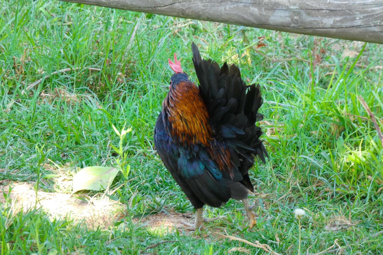 poules en semi-liberté mangeant du sol photo