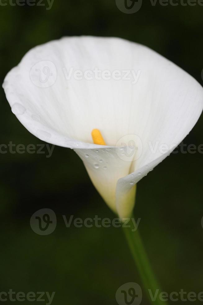 un lys calla avec des gouttes d'eau. photo