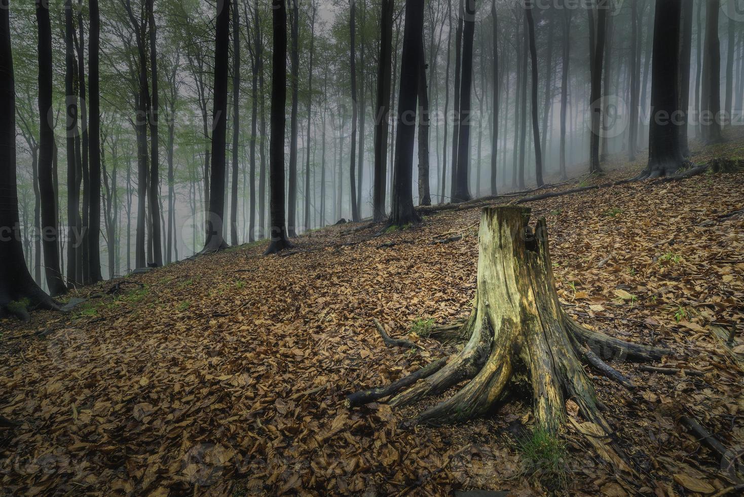 forêt de hêtres de printemps photo