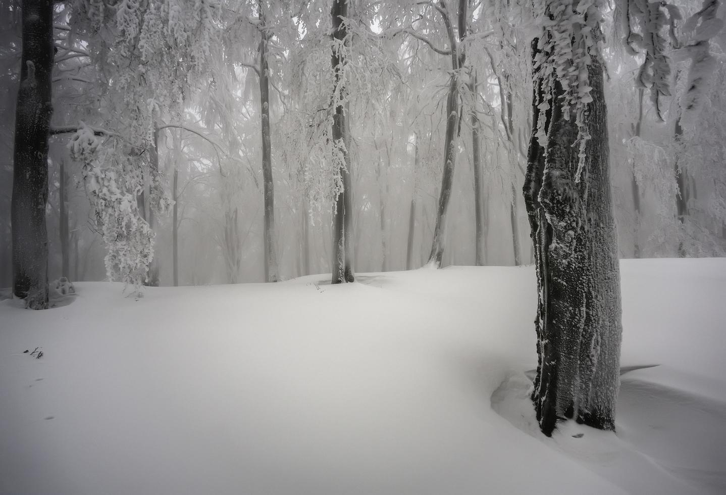 dans la forêt de hêtres brumeuse d'hiver photo