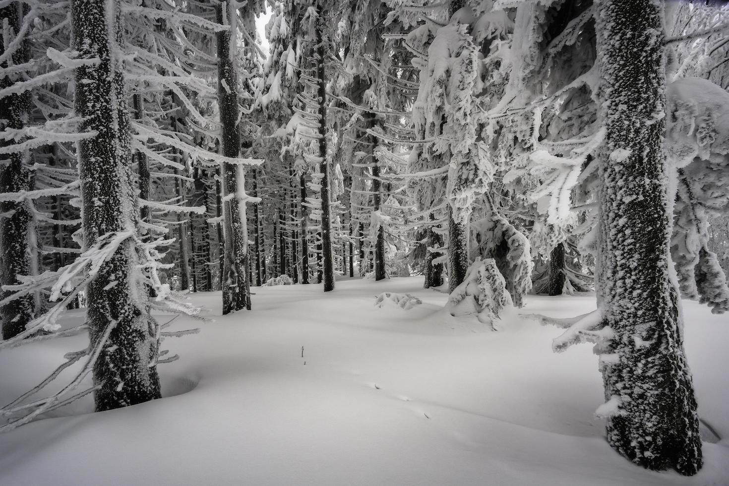 dans la forêt d'épinettes brumeuses d'hiver photo