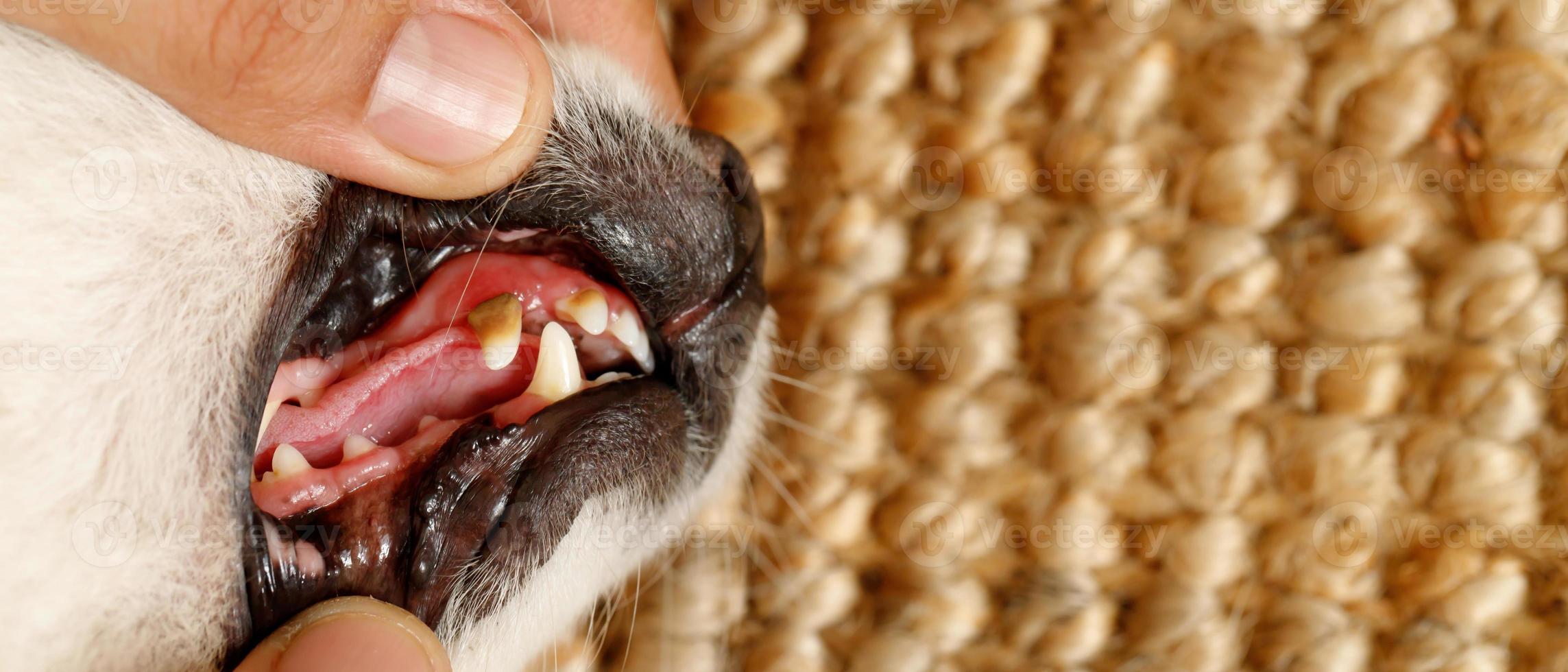 la carie dentaire du chien est malade de tartre. à l'hôpital des animaux photo