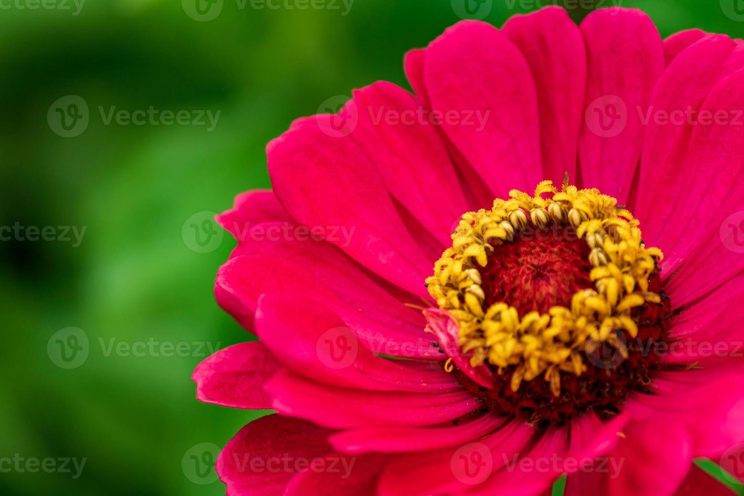 gros plan sur une fleur de zinnia rouge en fleurs, mise au point douce. photo