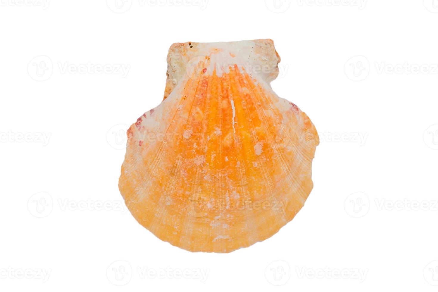 scoop sea shell isolé sur fond blanc avec un tracé de détourage photo