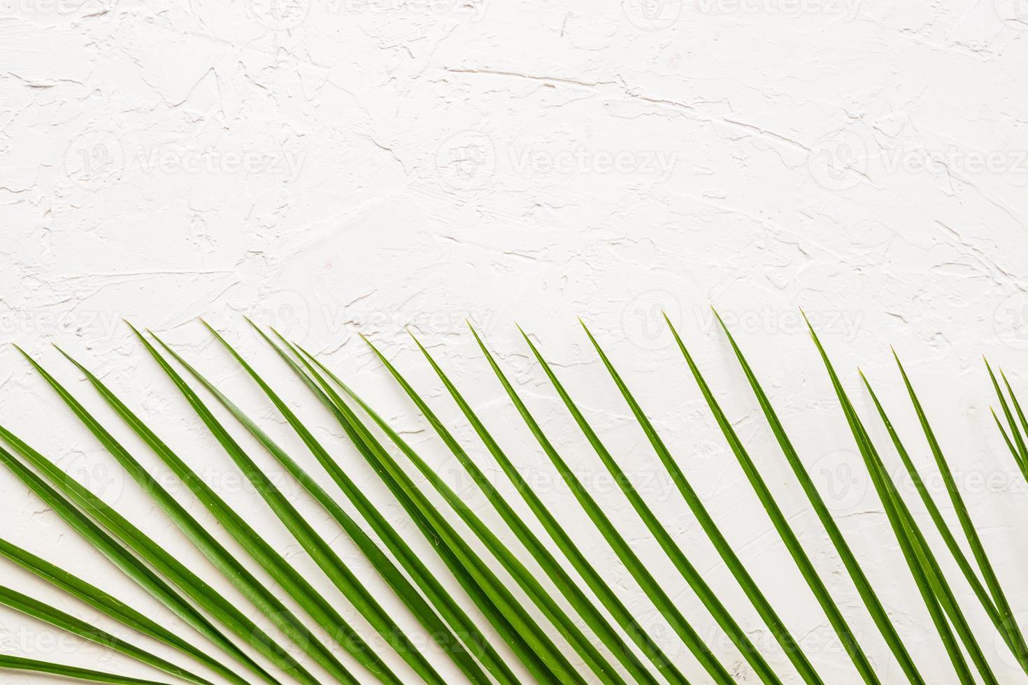 feuille de palmier vert tropical sur fond de béton blanc. mise à plat, vue de dessus photo