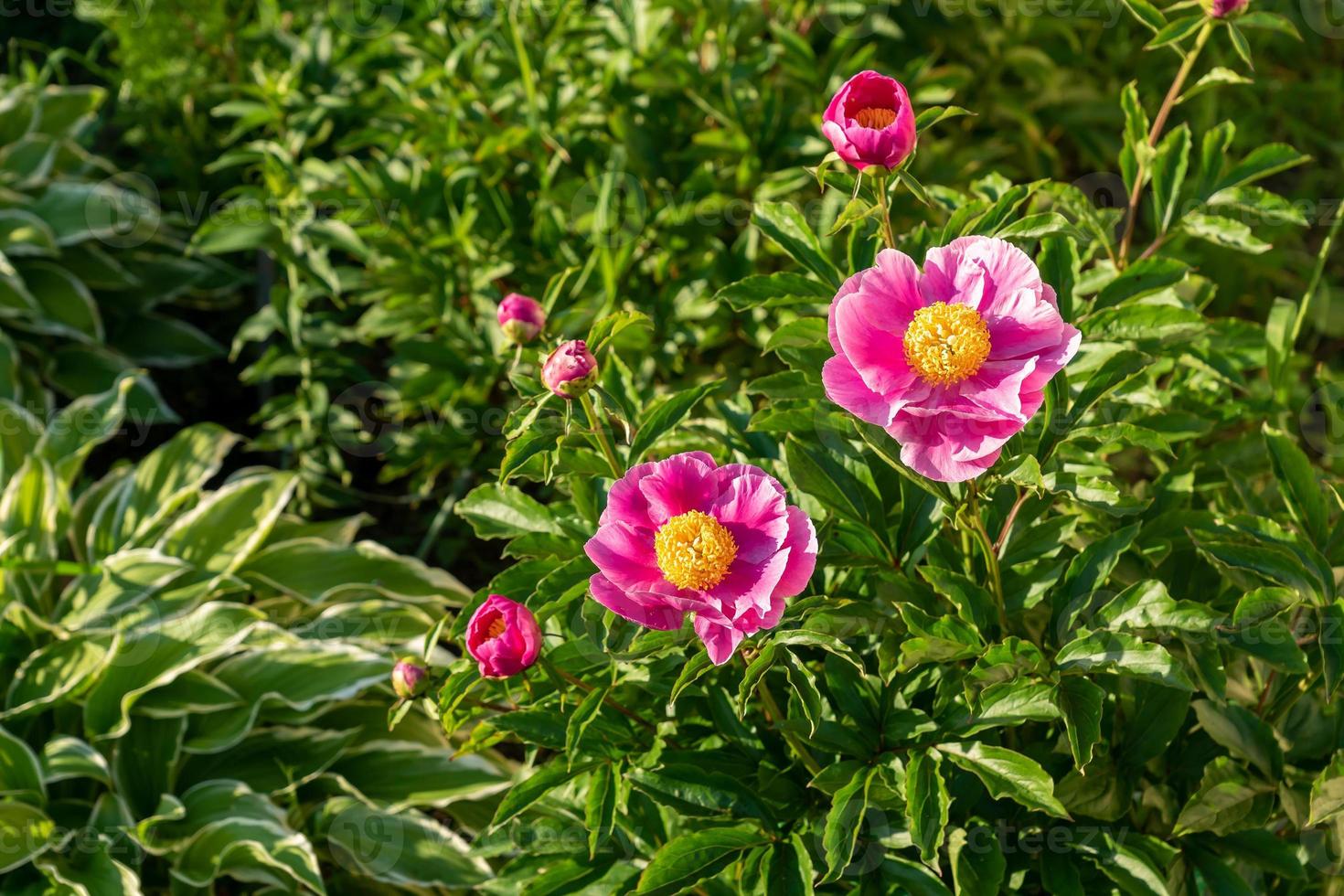 buisson de pivoine en fleurs roses dans le jardin photo