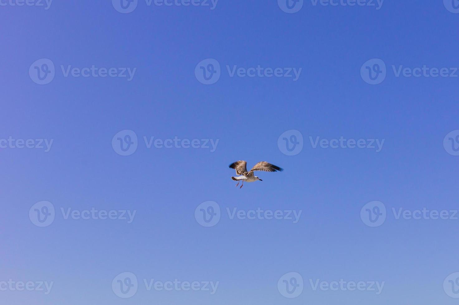 mouette dans le ciel bleu clair. oiseau volant photo