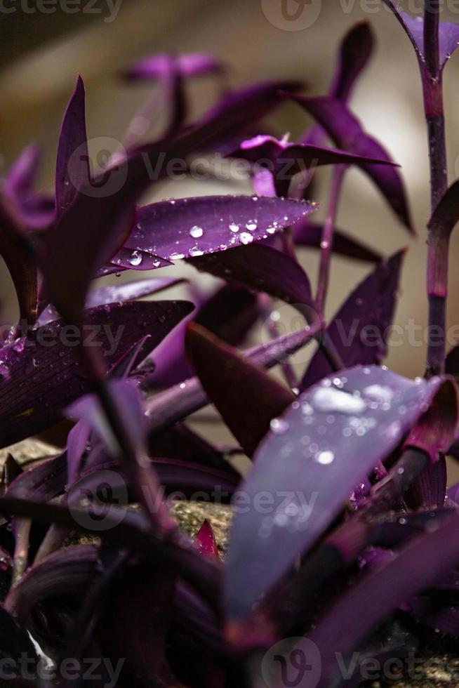 gouttes de rosée sur le feuillage pourpre de setcreasea purpurea, succulent. mise au point sélective photo