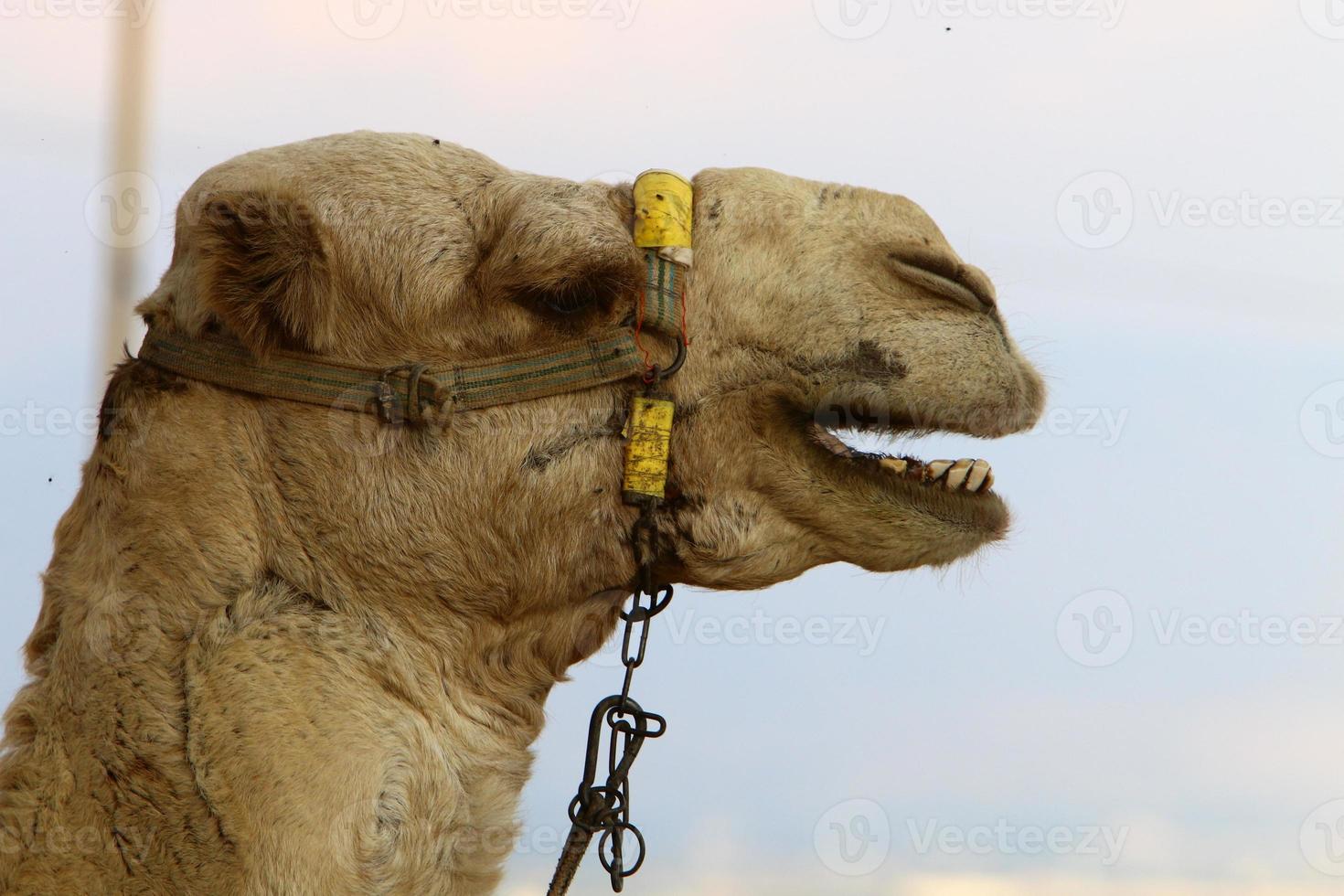 un chameau à bosse vit dans un zoo en israël. photo