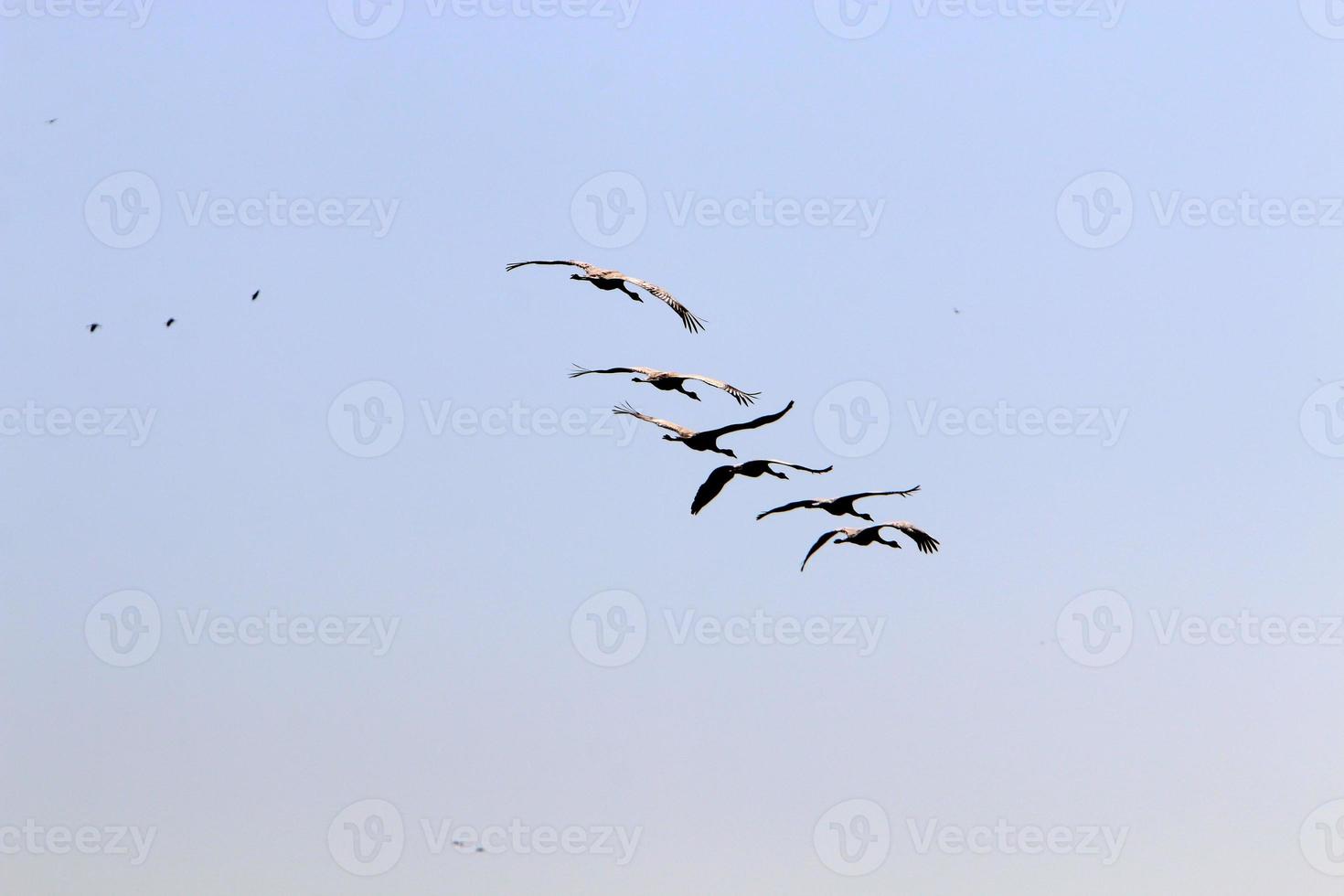 un troupeau de grues dans le nord d'israël. photo