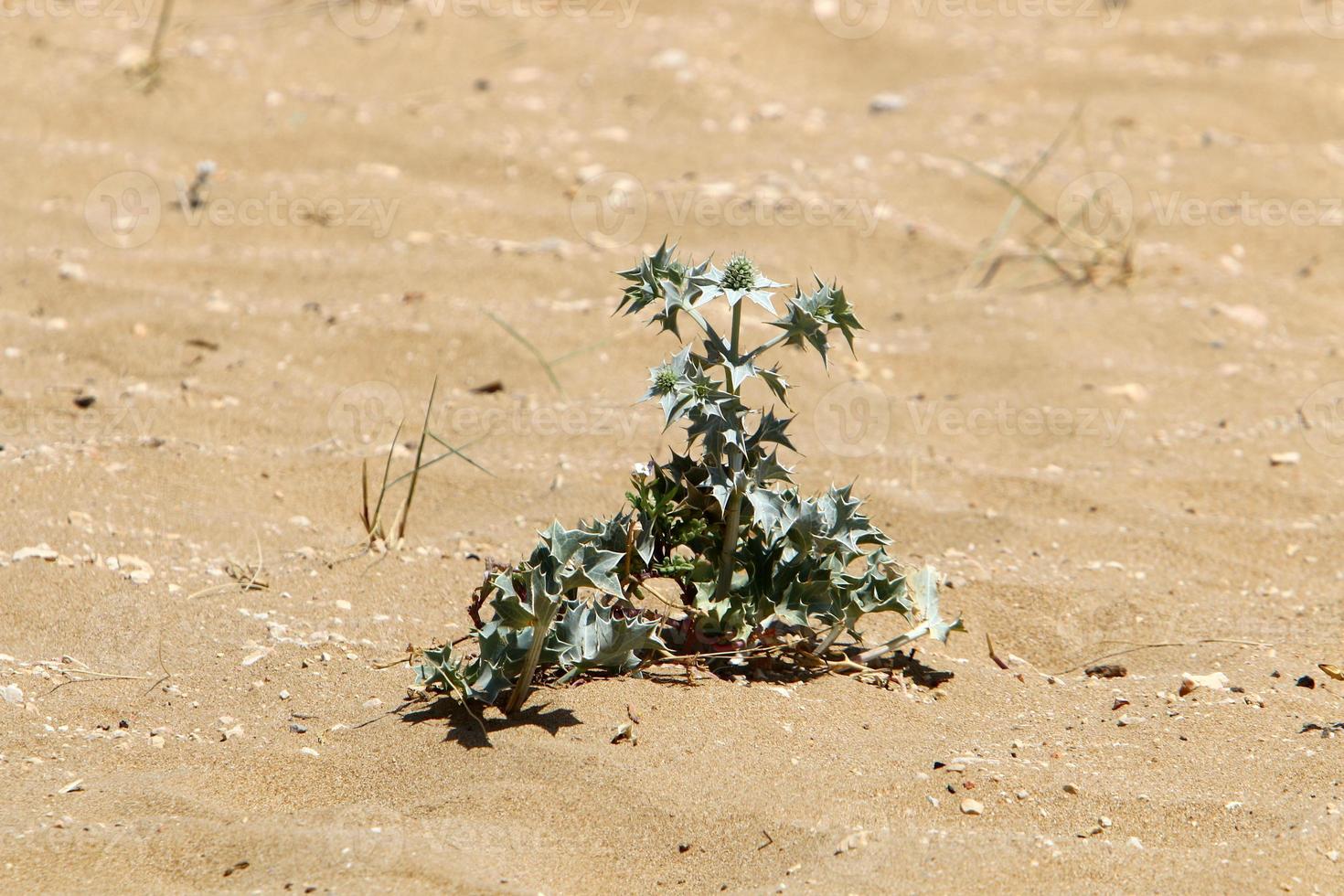 des plantes vertes et des fleurs poussent sur le sable du désert. photo