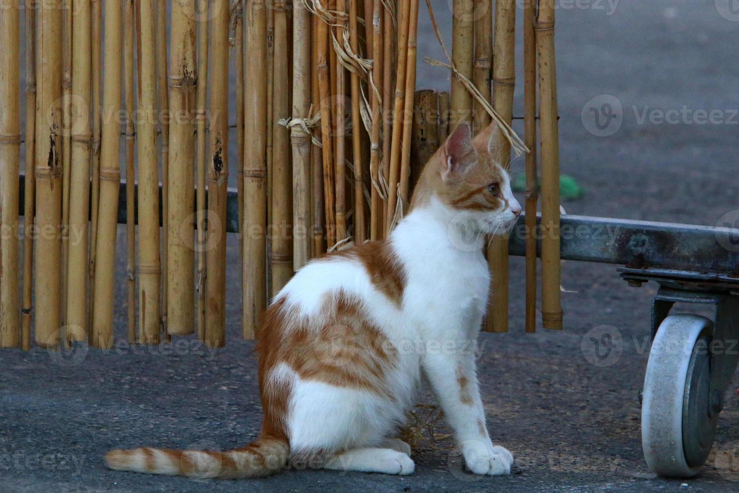 le chat domestique est un mammifère de la famille des félins de l'ordre des carnivores. photo