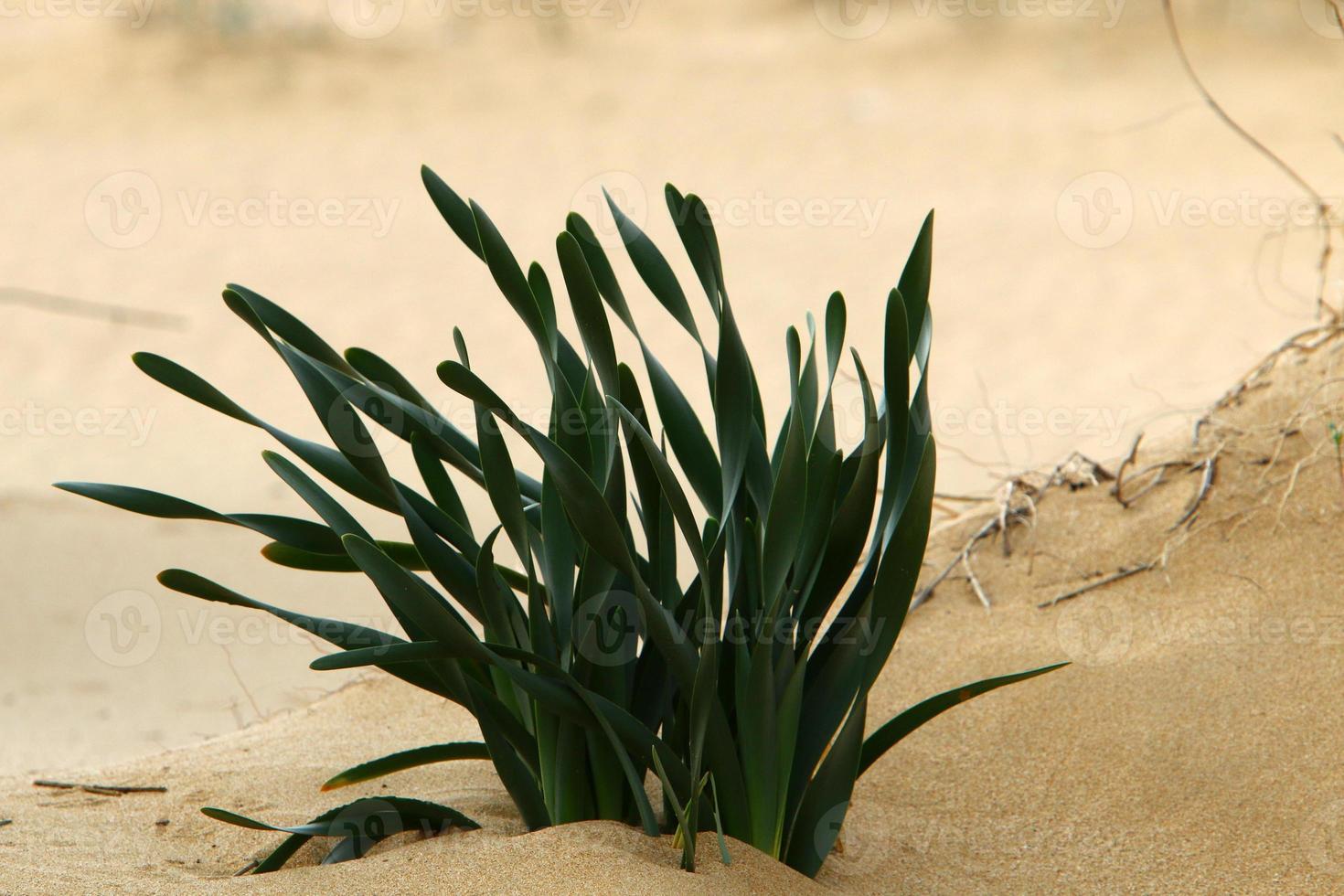 des plantes vertes et des fleurs poussent sur le sable du désert. photo