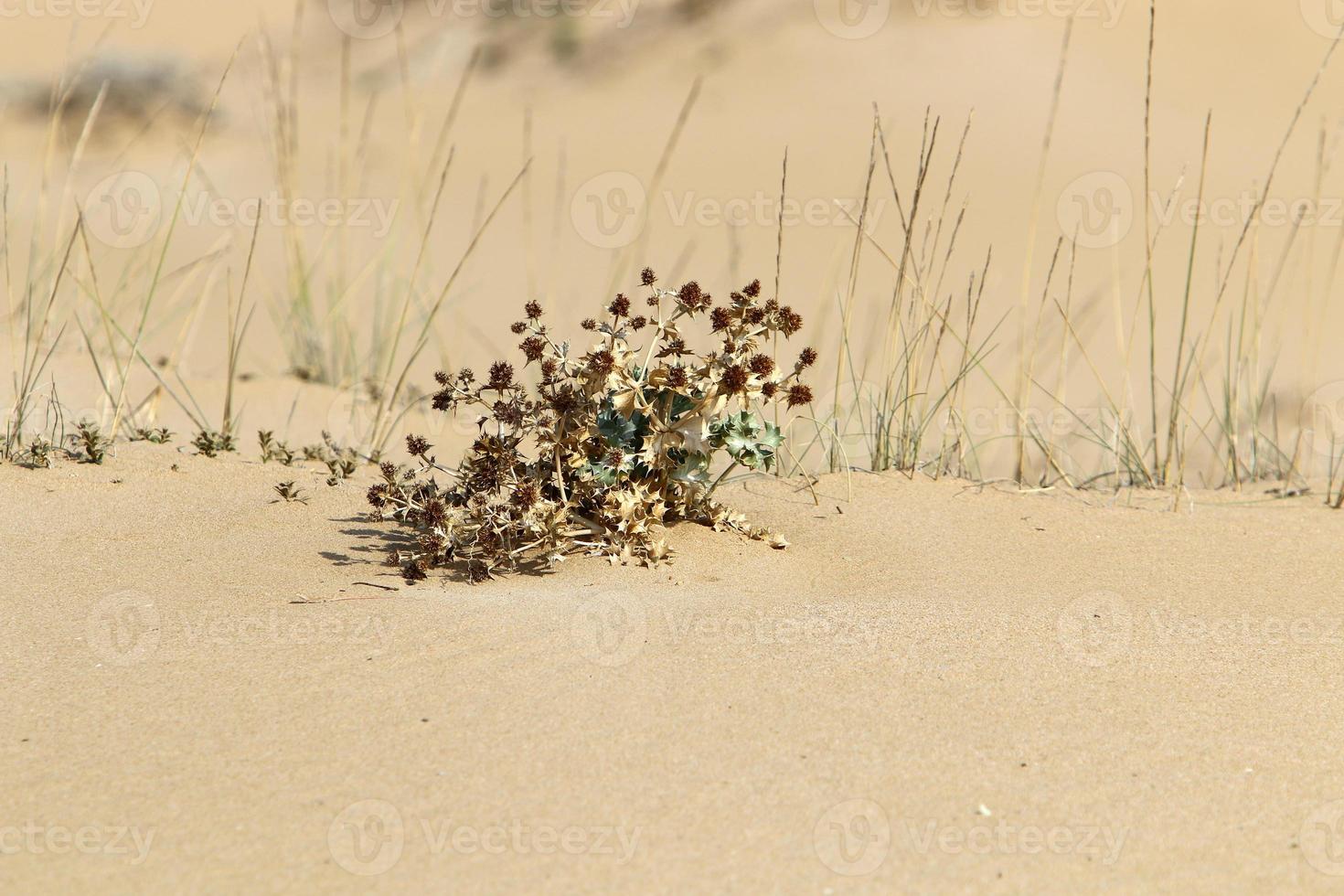 des plantes vertes et des fleurs poussent sur le sable du désert. photo