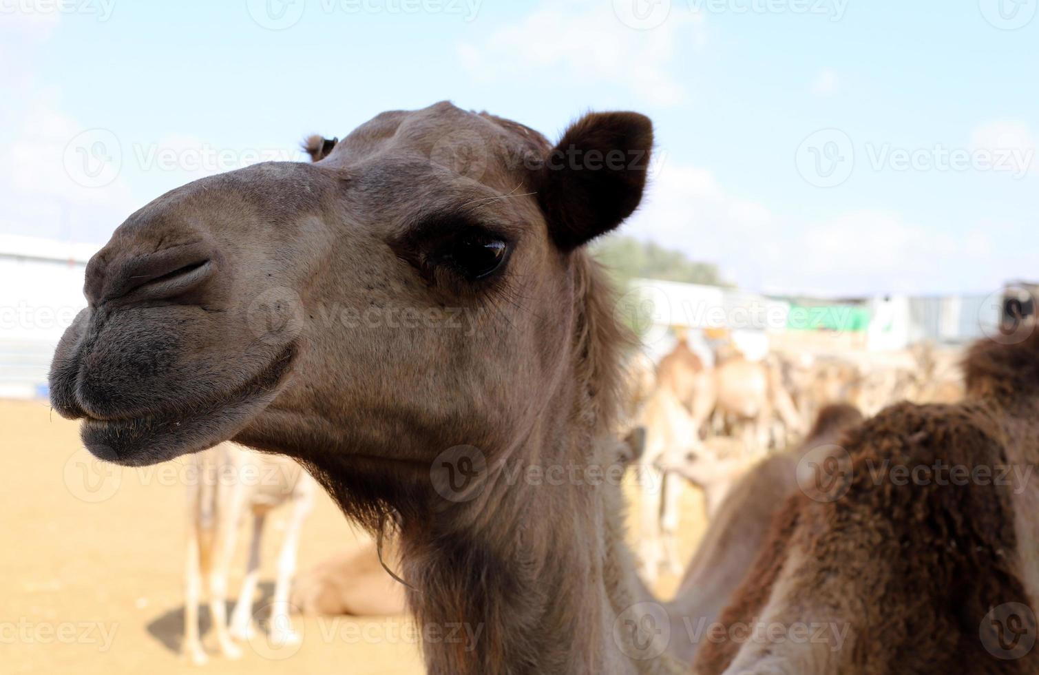 un chameau à bosse vit dans un zoo en israël. photo