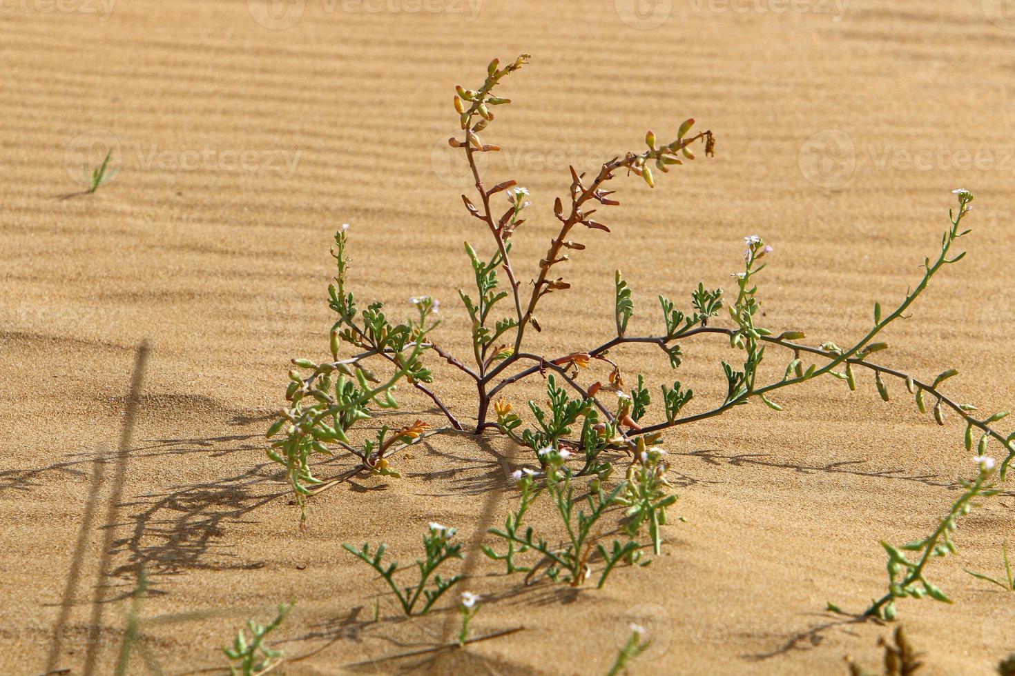 des plantes vertes et des fleurs poussent sur le sable du désert. photo