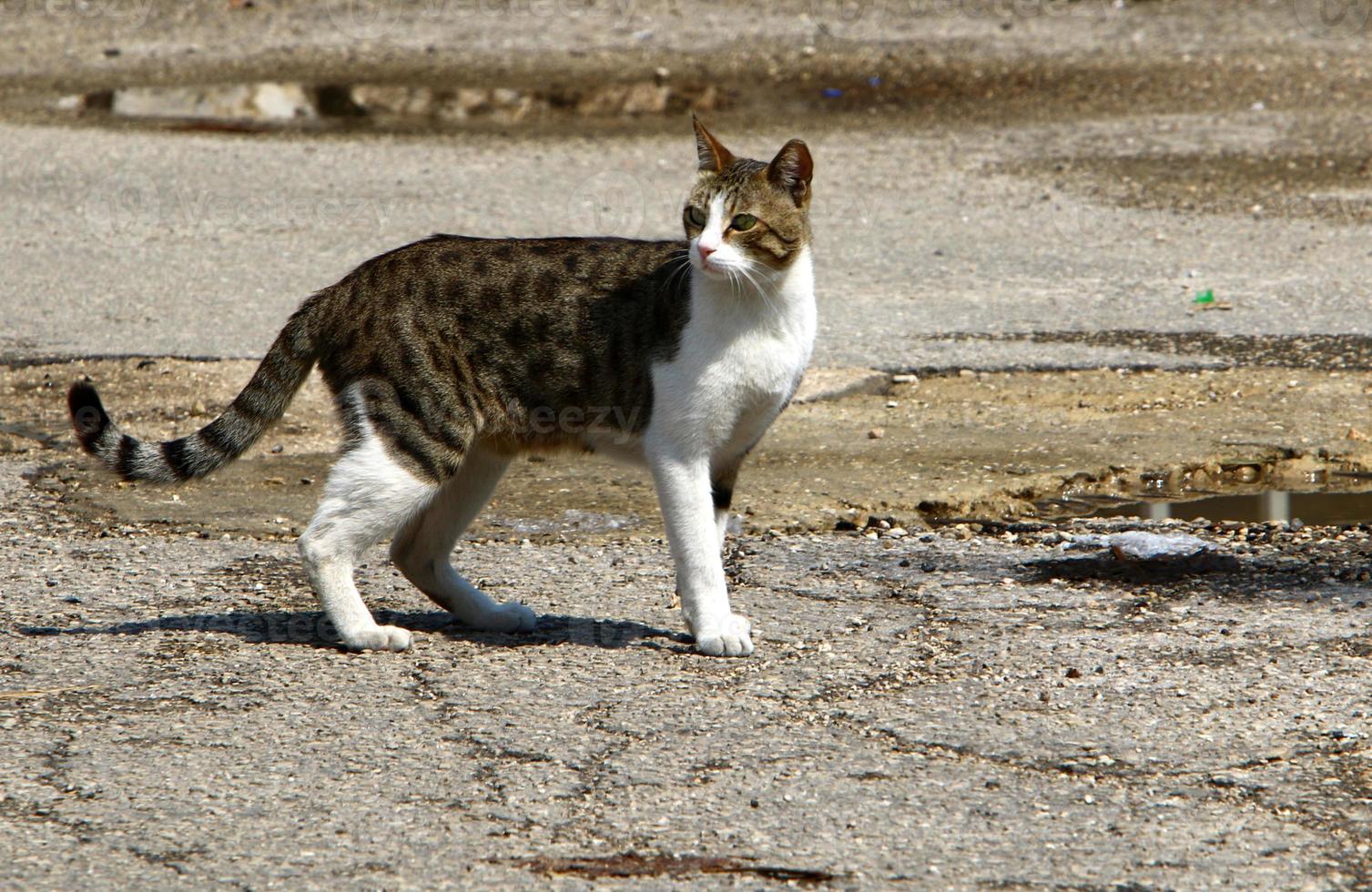 le chat domestique est un mammifère de la famille des félins de l'ordre des carnivores. photo