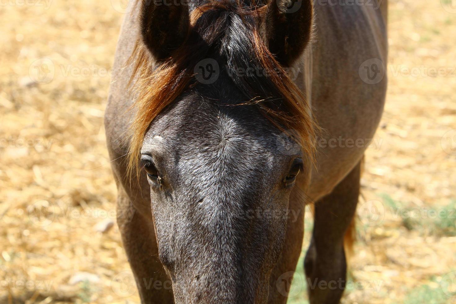 chevaux domestiques dans une écurie en israël. photo