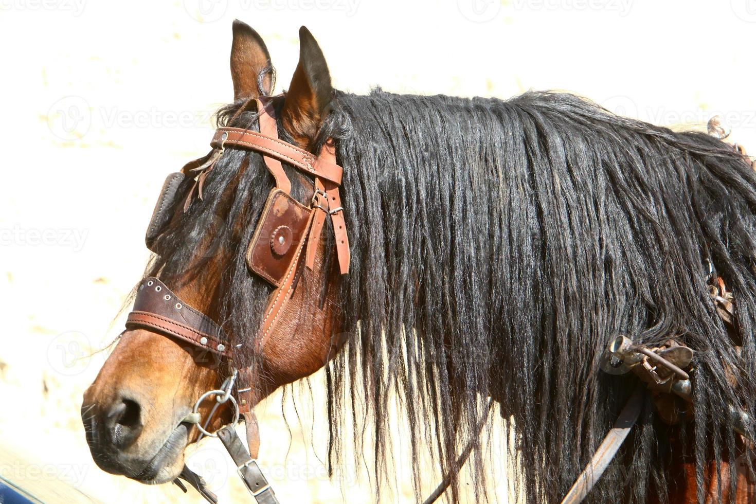 chevaux domestiques dans une écurie en israël. photo