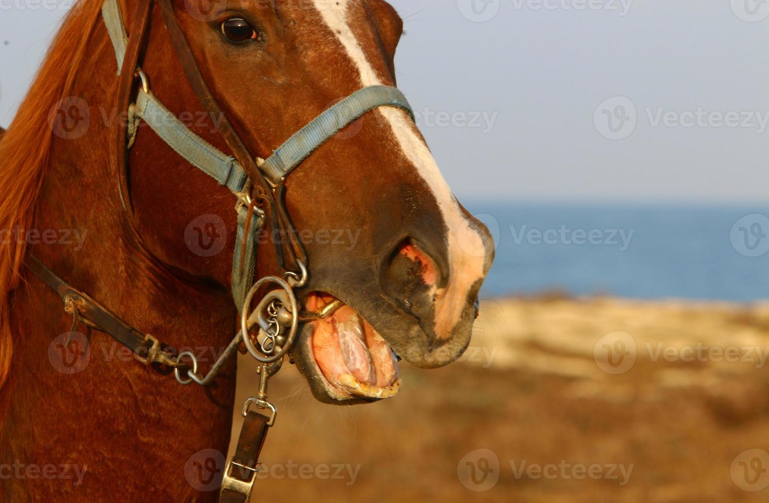 chevaux domestiques dans une écurie en israël. photo